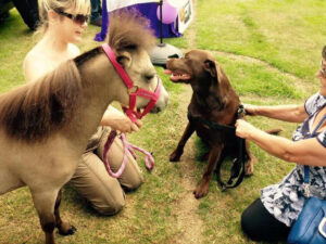 Boo our Pony - Pet Therapy